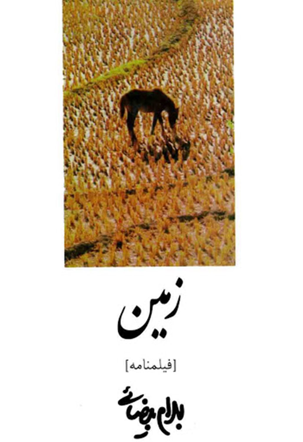 زمین 
