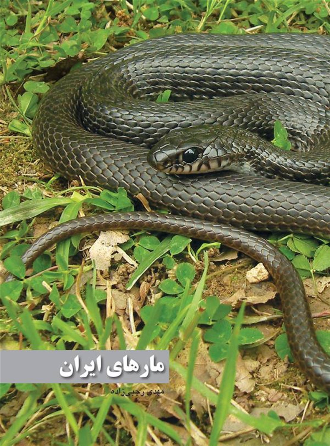 مارهای ایران