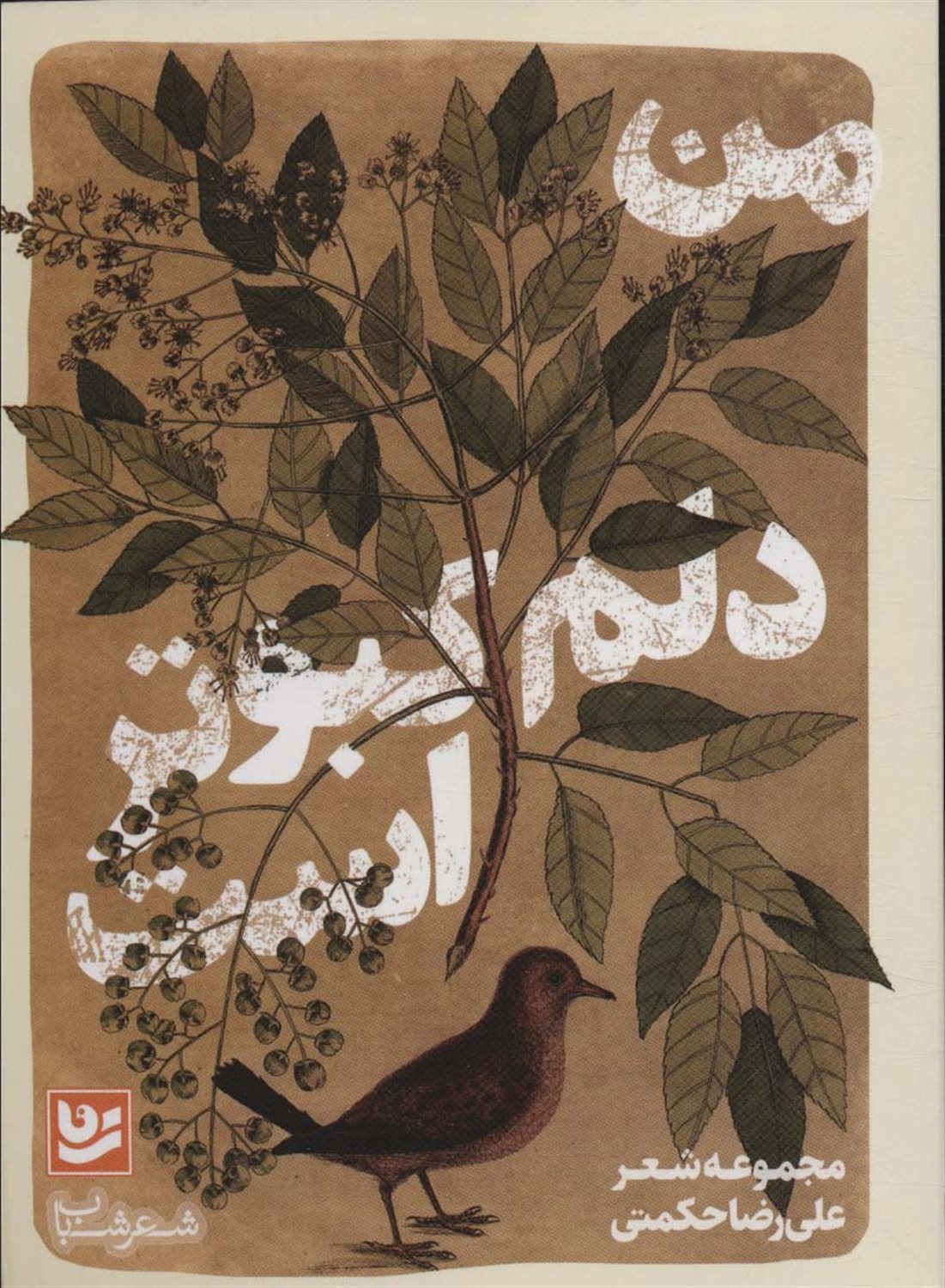من دلم کبوتر است 