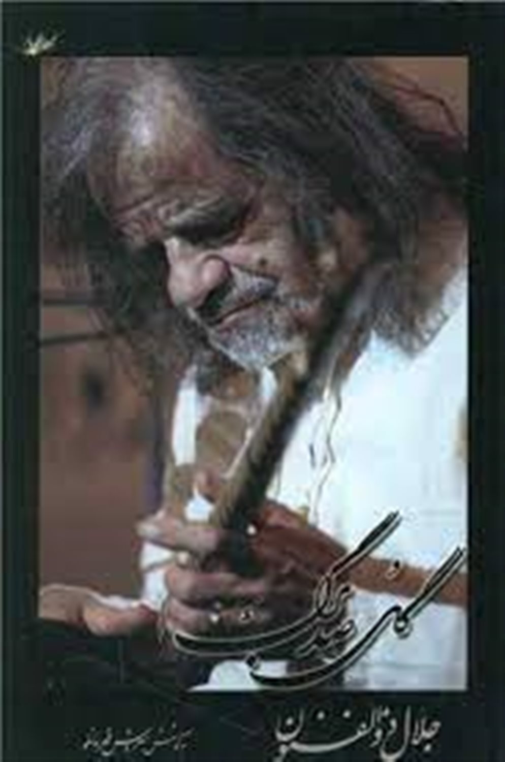 گل صد برگ