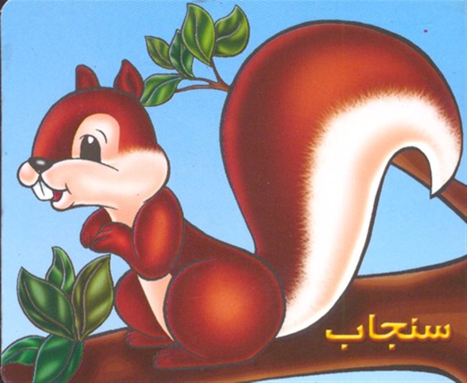 سنجاب