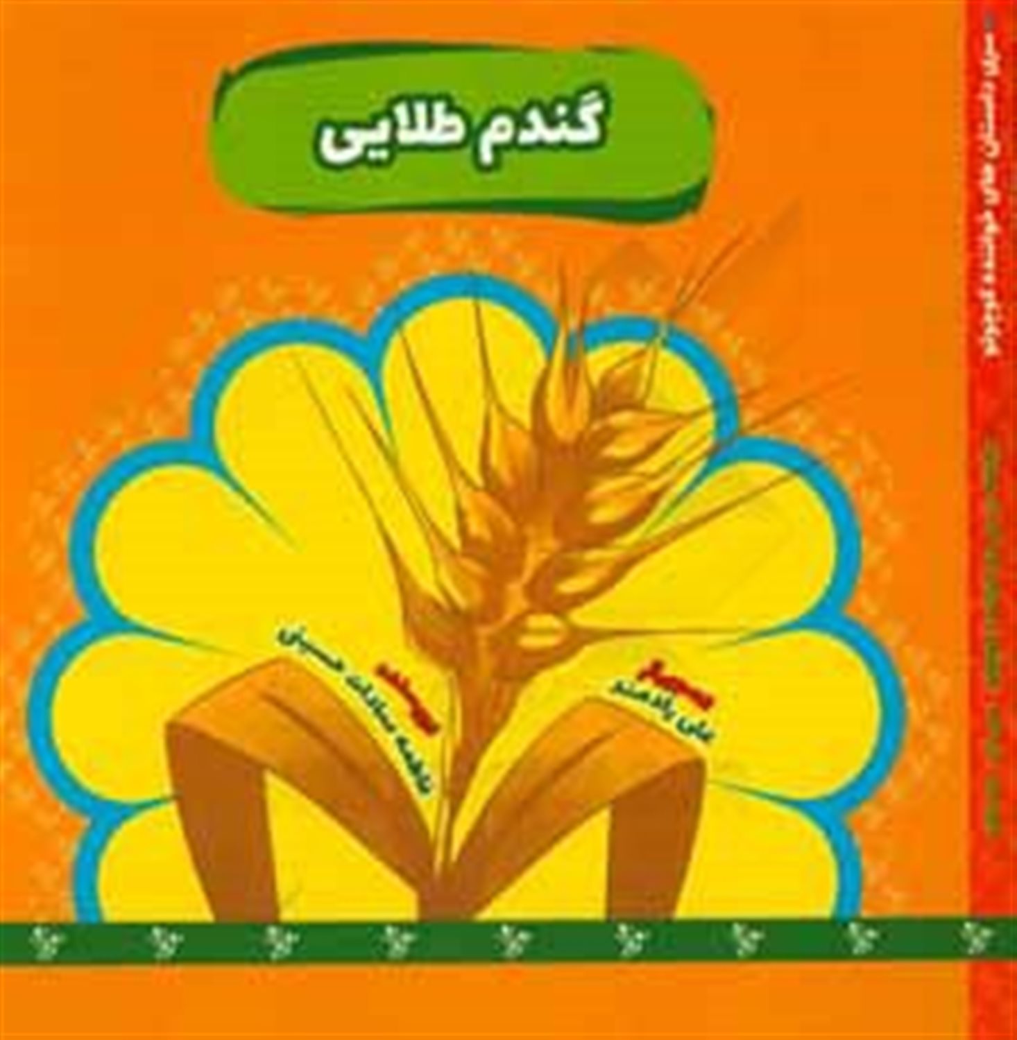 گندم طلایی