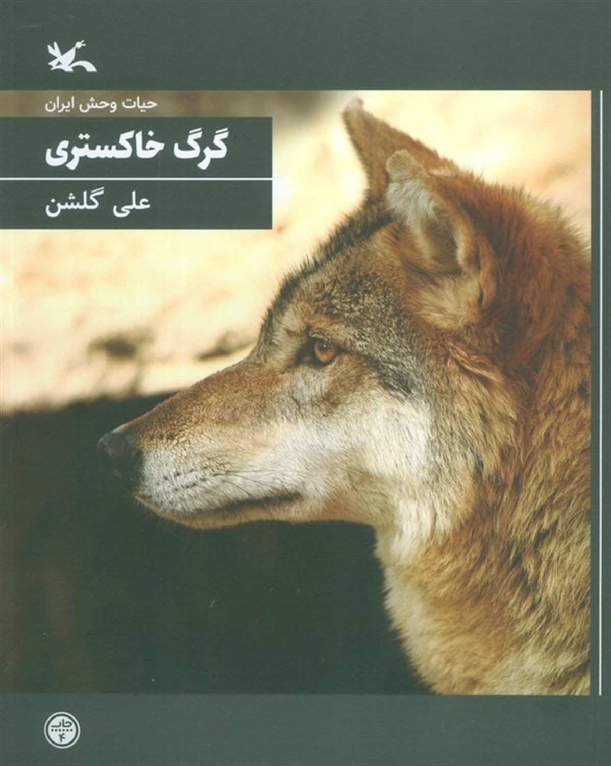 گرگ خاکستری 