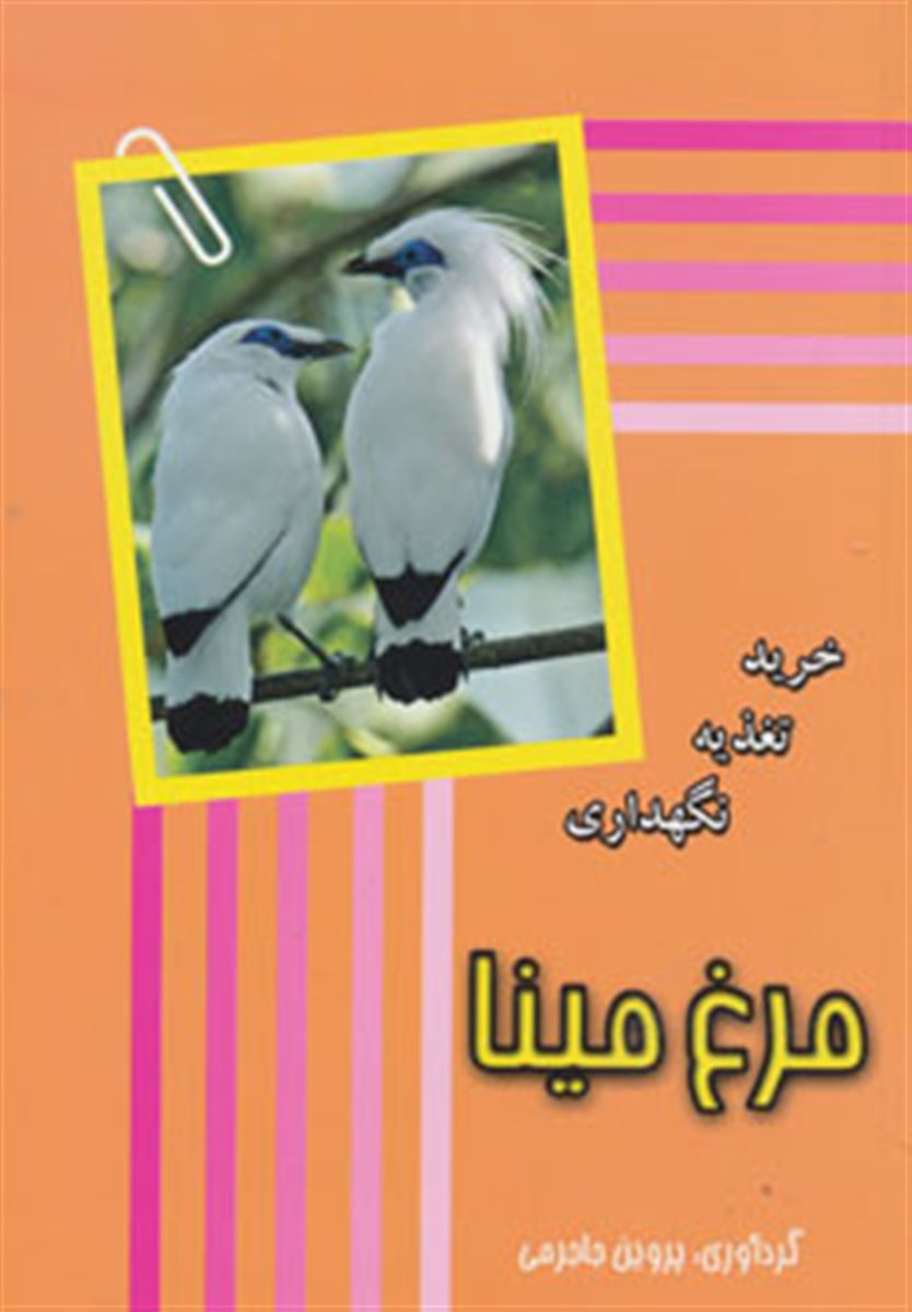 مرغ مینا 