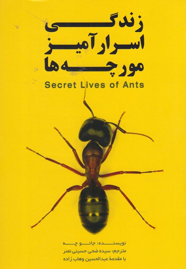 زندگی اسرارآمیز مورچه ها